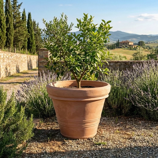 Donica ogromna toskańska ceramiczna VDL80